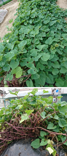 �����@��̌�