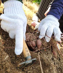 �����ق�̌��i�Z���^�[�앐�ɔV���j