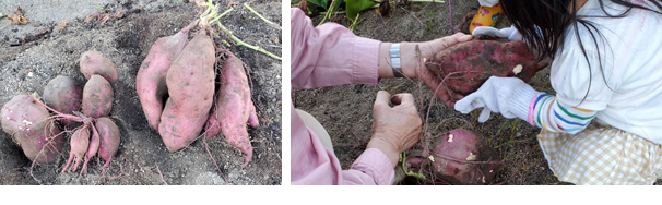 いもほり体験