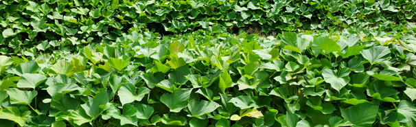 令和４年　いもほり体験